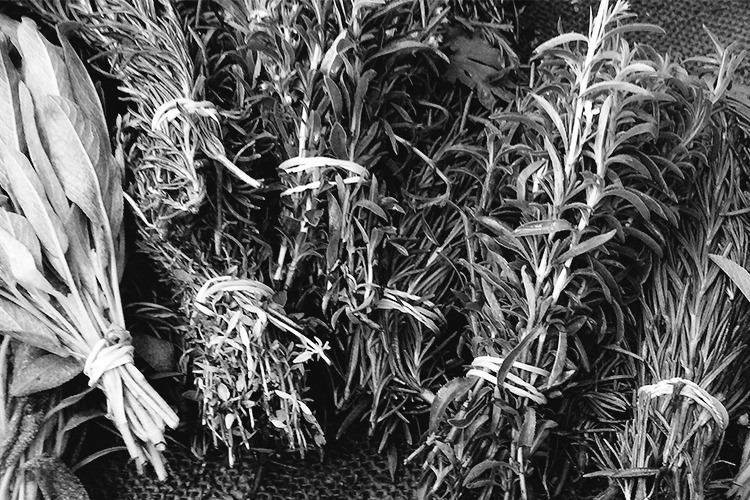 Learn more about our Medicinal Plants certificate